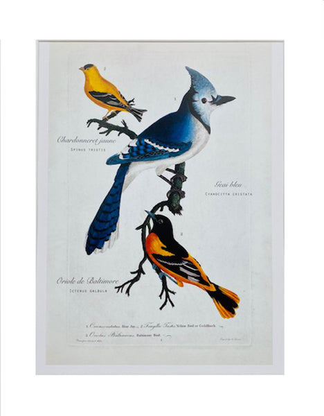 Affiche Les oiseaux du Québec, le geai bleu