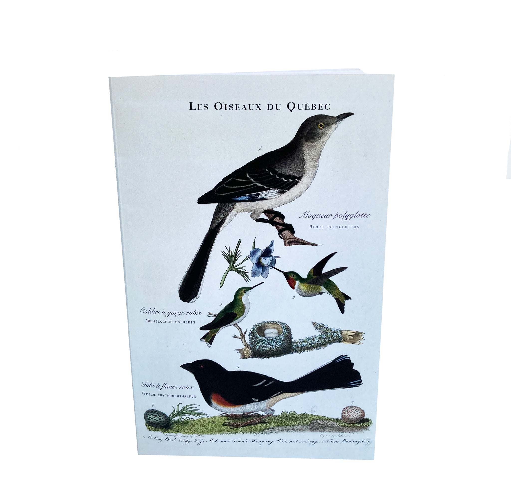 carnet d'écriture Les oiseaux du Québec, le colibri