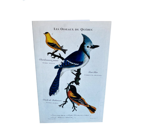 carnet d'écriture Les oiseaux du Québec, le geai bleu