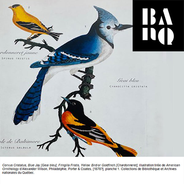 Affiche Les oiseaux du Québec, le geai bleu