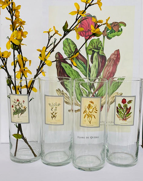 Vase à fleurs cylindrique en verre Sarracénie pourpre